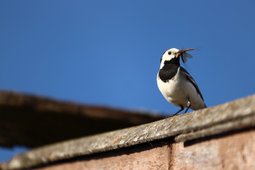 Wagtail with beetles in beak