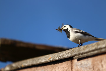 Wagtail with beetles in beak
