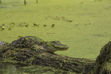 An alligator in Lake Martin, Louisiana