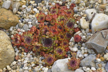 Sempervivum Photos Royalty Free Images Graphics Vectors Videos Adobe Stock