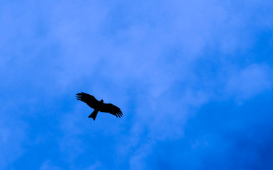 silhouette of flying hawk in the blue cloudy sky