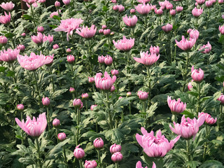 Side view of beautiful pink daisy or chrysanthemum