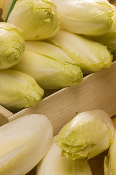 endive01
