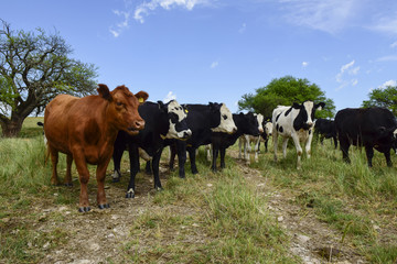 Steers fed on pasture, La Pampa, Argentina