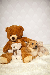 Hund kuschelt mit Kuscheltieren