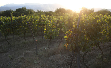 Vineyard at sunset. Vine on rural landscape. Vinery farm in summer evening. Organic and vegetarian food. Agriculture or farming and harvest concept