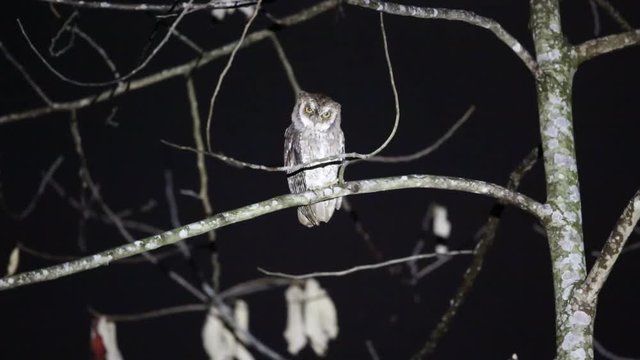 Moluccan Scope Owl (Otus magicus) in Halmahera Island, Indonesia