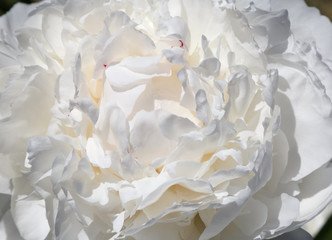 close up of white peony flower