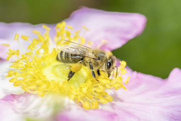 Bee with Rose Roxburghii
