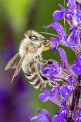 Bee with Salvia nemerosa „Caradonna“ Hybrid Sage