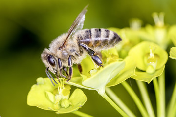 Bee with steppes spurge - Euphorbia seguieriana