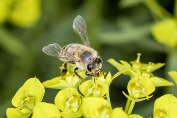 Bee with steppes spurge - Euphorbia seguieriana