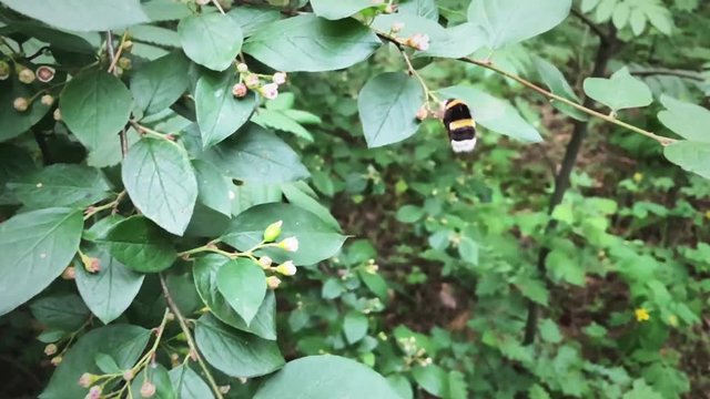 Bee bumblebee flying and flower in slow motion