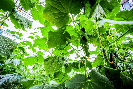 Closeup Cucumber Plant Growing Up
