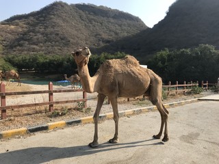 Kamel, Oman, salalah, Wüste, Natur 