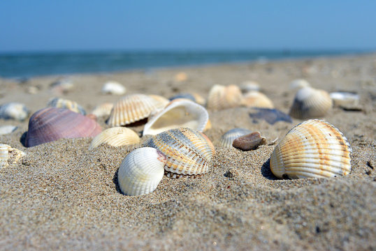 Sea and seashells. A lot of empty shells on the beach, close-up view.