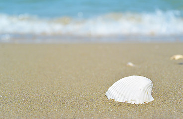 Fototapeta na wymiar Sea and single seashell on sand. one empty sea shells on the beach, close-up view.