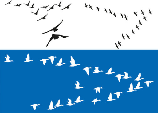 Oiseaux - Vols de migrateurs