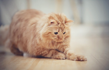 Obraz premium The striped red cat plays on a floor.