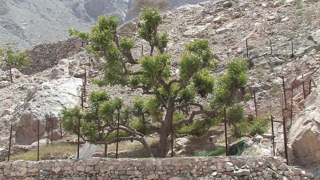 Tree in Hajar Mountains in Ras Al Khaima, UAE.