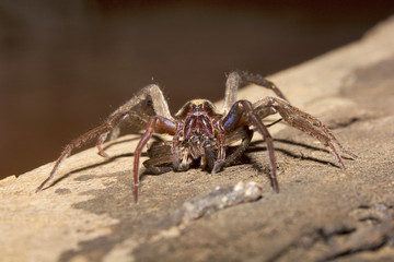 Wolf spider, Lycosidae, Madhya Pradesh