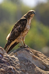Hawk at rock perch