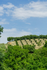 Fototapeta na wymiar Field of hazelnuts in Roero, Piedmont - Italy