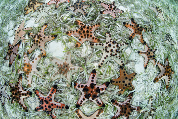 Chocolate Chip Starfish in Seagrass Meadow