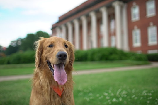 Golden Retriever at Sikes Hall