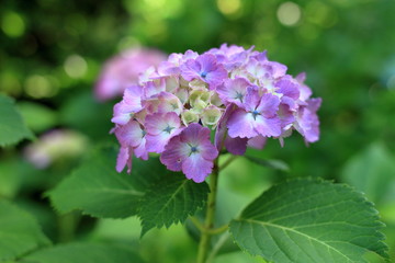 鎌倉のあじさい (紫一朶)