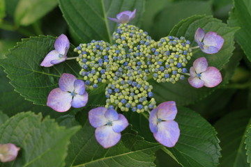 鎌倉のあじさい (紫一朶)