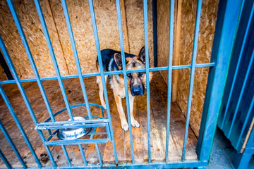 German shepherd in a cage
