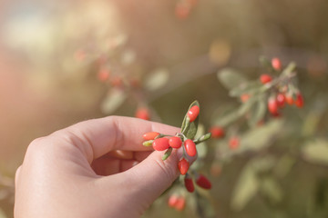 Ripe Goji berries plant branch. Lycium barbarum
