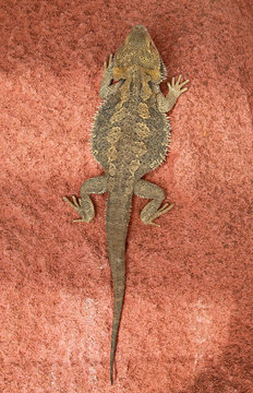 L&eacute;zard &agrave; collerette et Dragon bardu