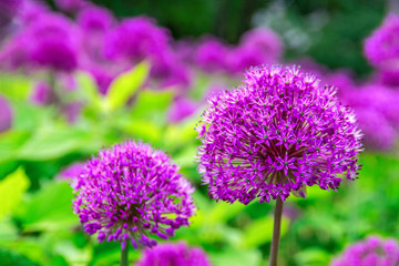 Fototapeta premium Beautiful flowers of Onion Allium purple colour, garden, nature, spring. Globe-like flower-heads vibrant purple flower.