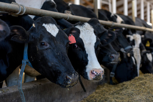 Cows eat in cowshed on dairy farm, close-up.
