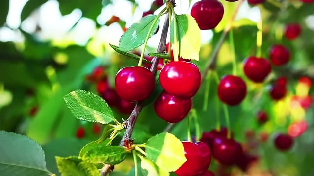 Cherry  Tree,  Ripe cherries ready for picking  in Slow Motion
