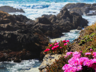 Fioletowe kwiaty na tle oceanu
