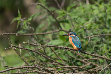 Martin pescatore (Alcedo attthis)