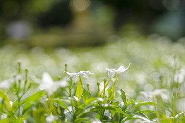 White flowers against green blurred background.