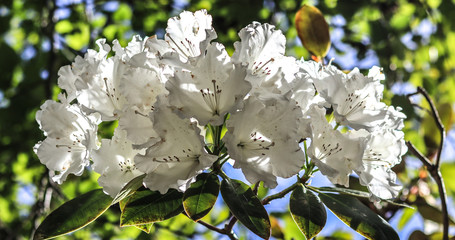 Białe kwiaty w letnim słońcu