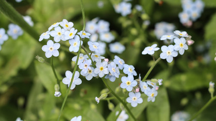 Niebieskie kwiaty na tle traw