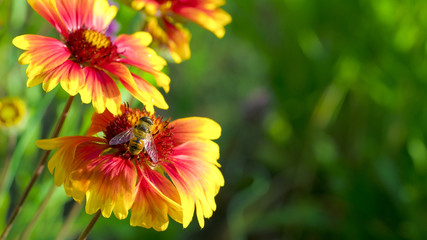wasp on flower