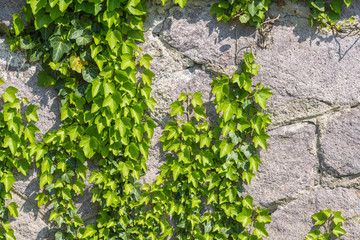 wall of stone overgrown with ivy