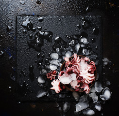 Small red prepared octopus on crushed ice, wet black background, top view