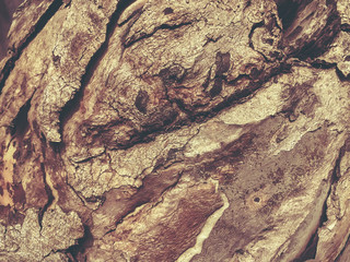 Beautiful old tree in the park. Texture background close up view