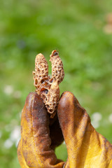 Apiculture - Naissance d'une reine
