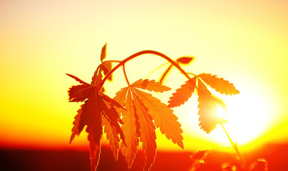 Silhouette cannabis, marijuana in sunlight on beautiful background in warm shades of setting sun