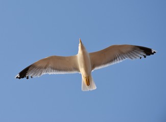 Particolare di un Gabbiano