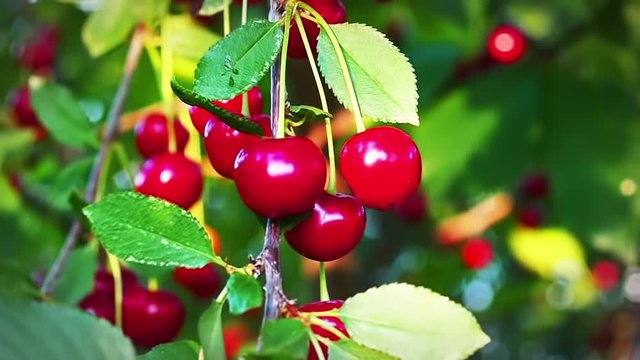 Cherry  Tree,  Ripe cherries ready for picking  in Slow Motion